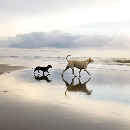 Daisy 펜션 파일리